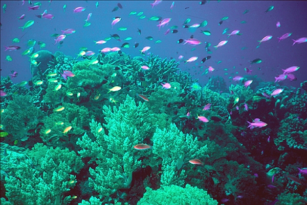 Коралловые рифы для моря — всё равно что тропические леса для суши.